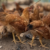 Rockland Farms links 8,000 maize farmers to poultry value chain